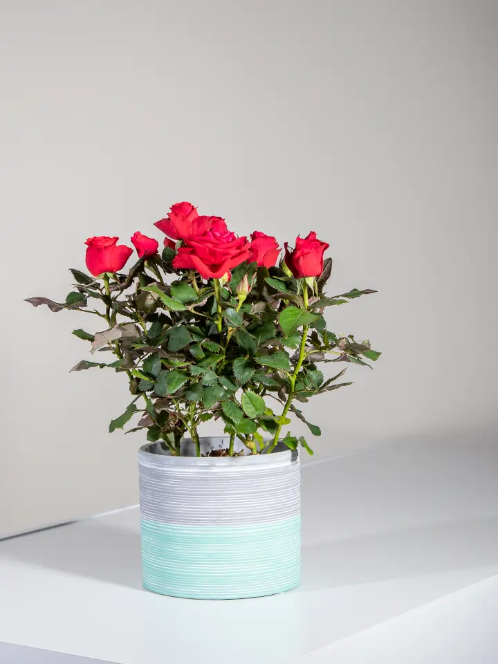 Pianta di rosellina rossa in vaso bicolore